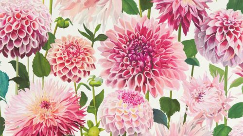 Dahlia  112843